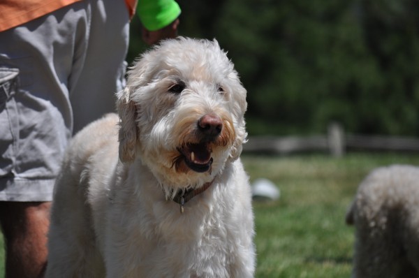 Post image for Cooper Goes Under The Knife